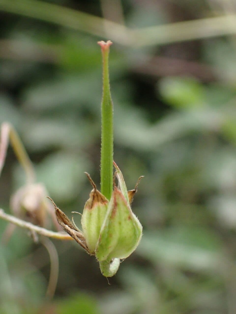 Géranium colombin 4