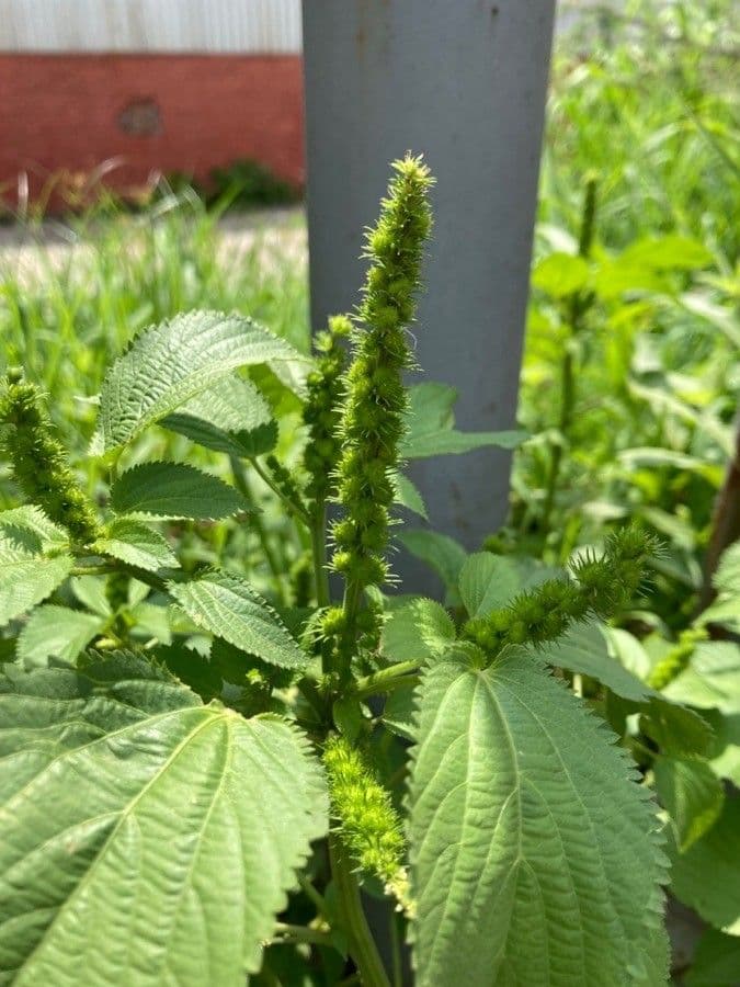 Acalifa setosa 2