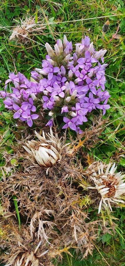 Genziana tedesca 13