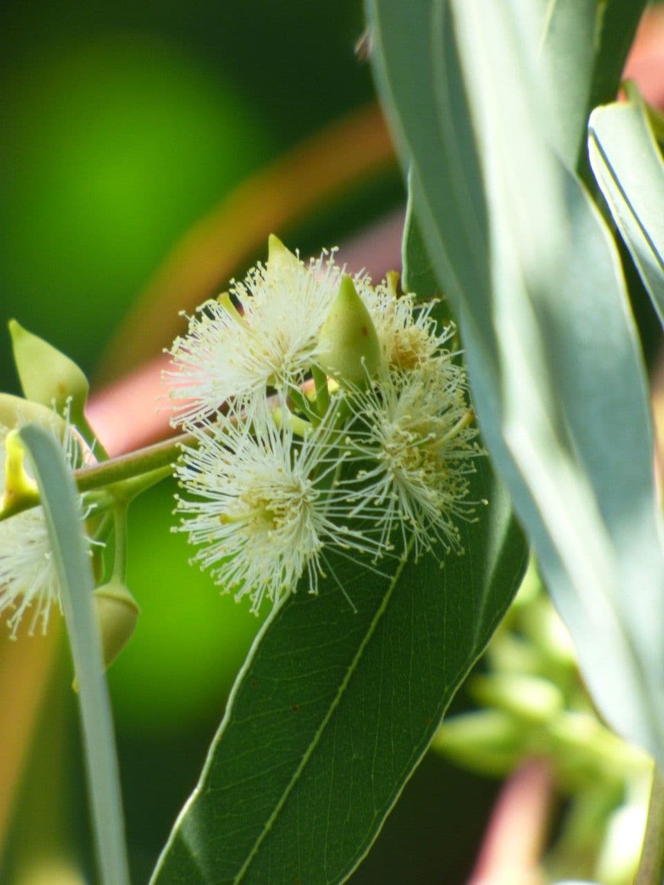 Glattschaliger Eukalyptus 6