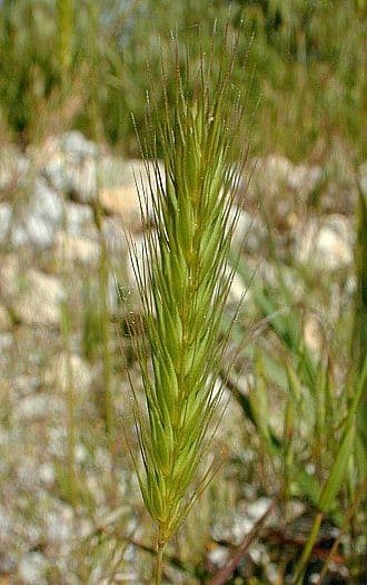 Orzo piccolo 4