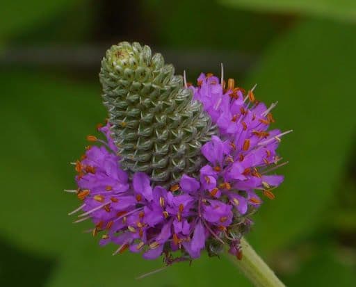Dalea compacta 5