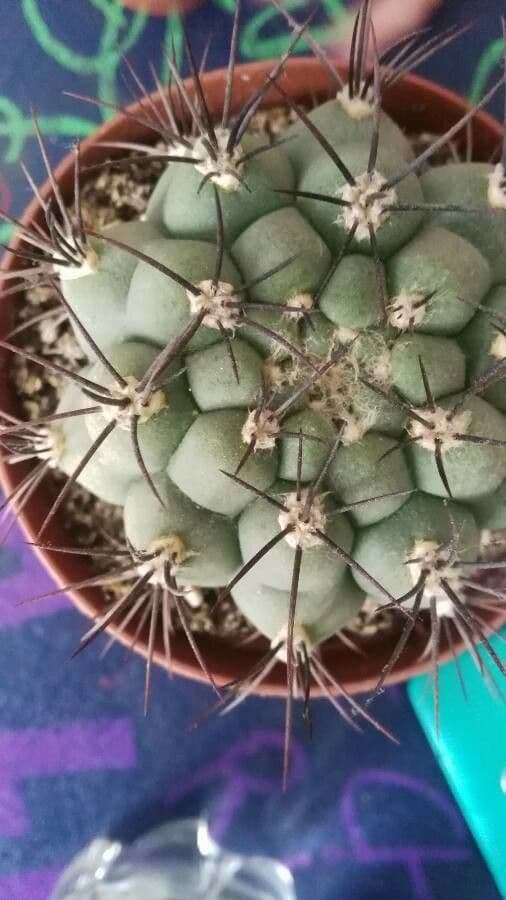 Gymnocalycium 12