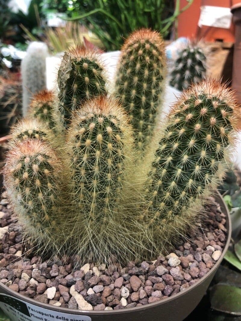 Espostoa