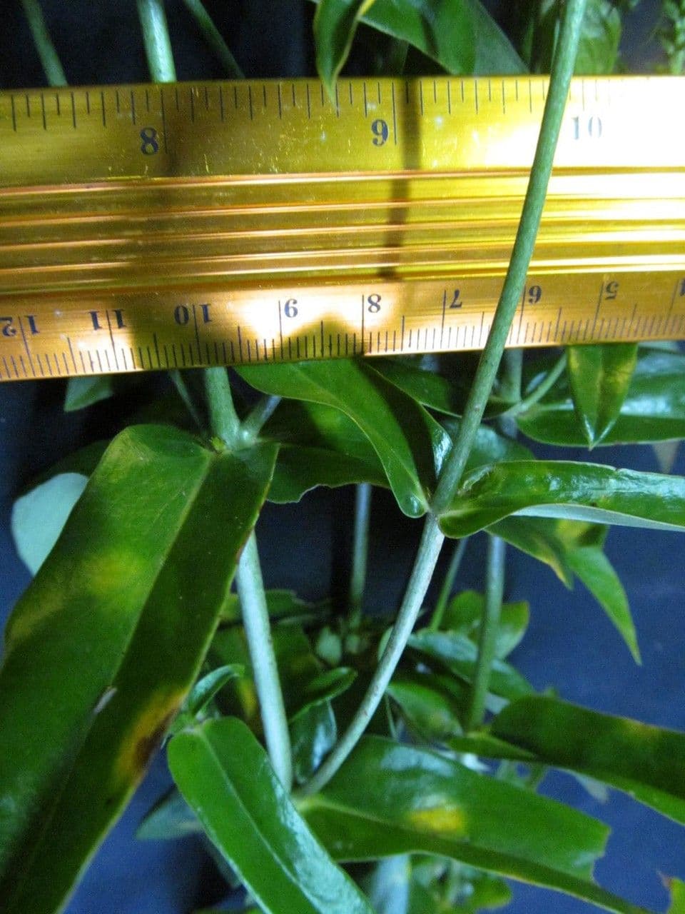 Coutoubea spigata 8