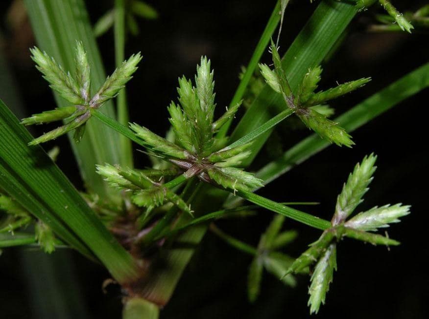 Miliifolius Zypergras 7
