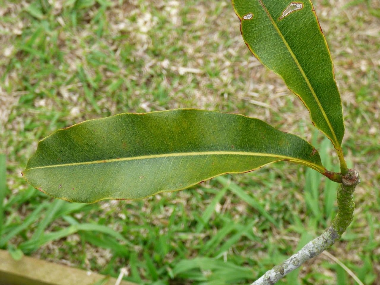 Sideroxylon 5