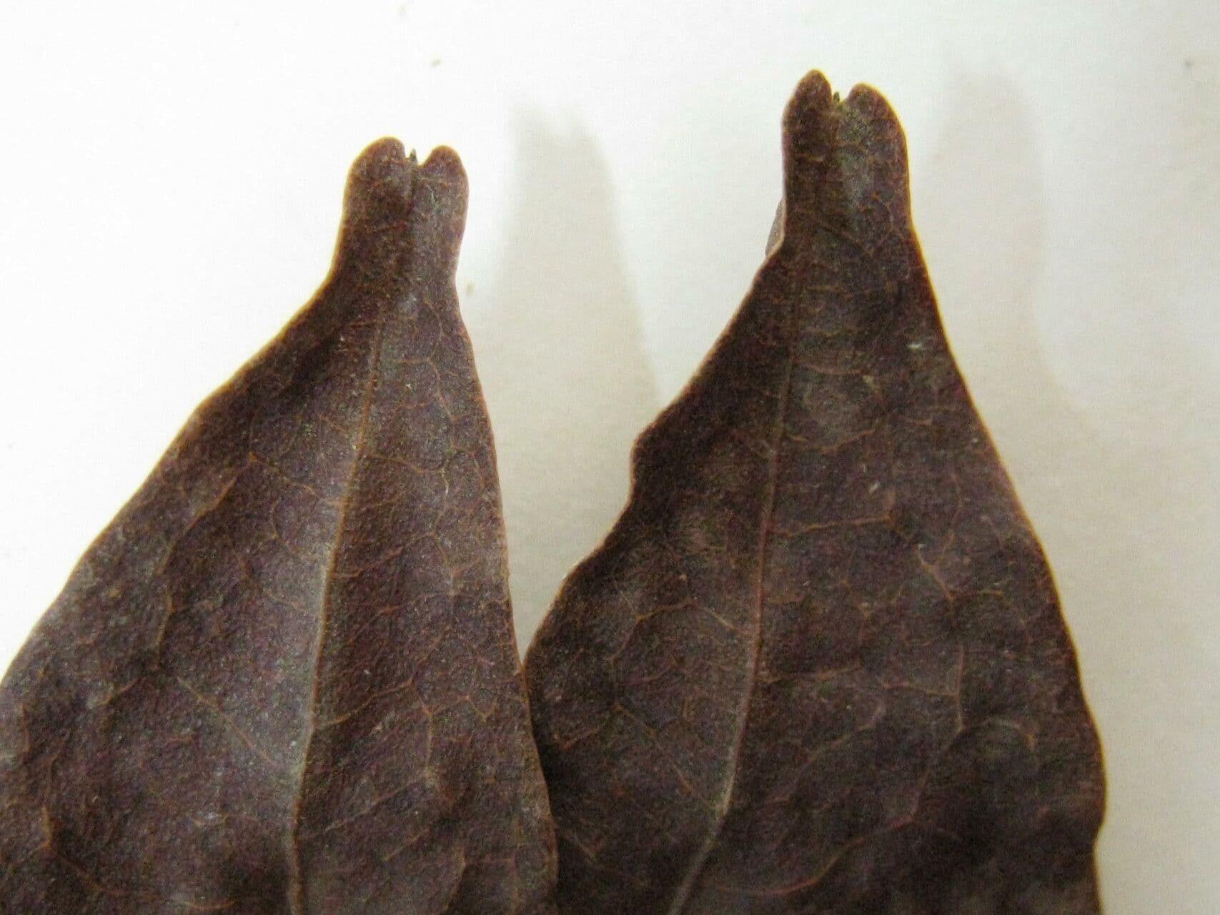 Cynometra