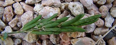 Alysicarpus 4