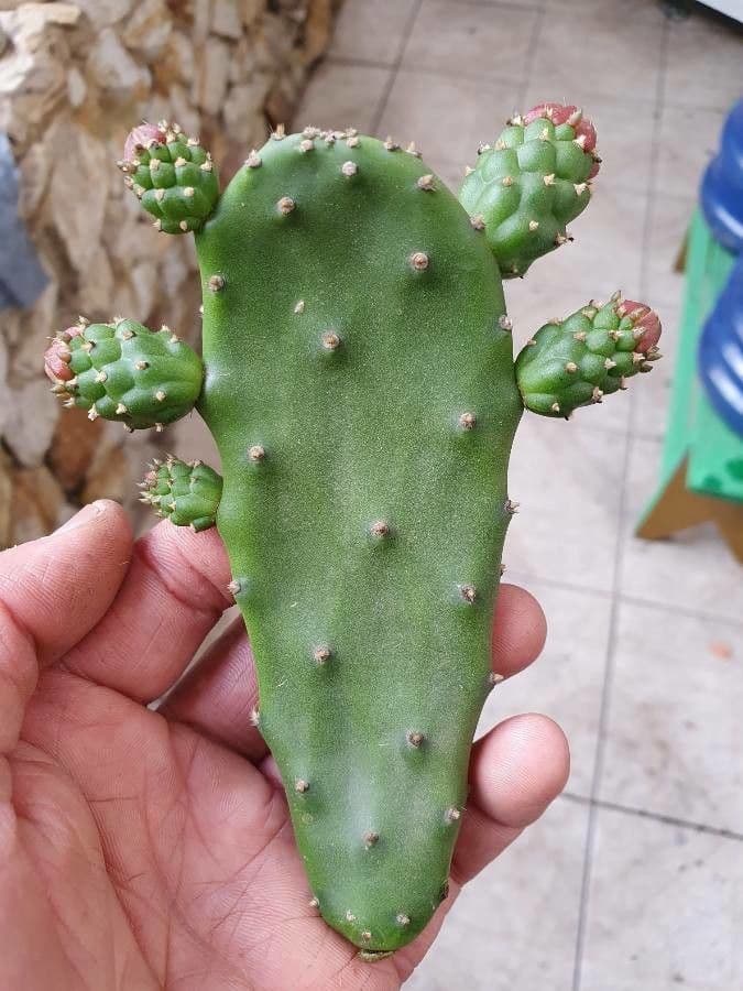 Opuntia a tre spine 8