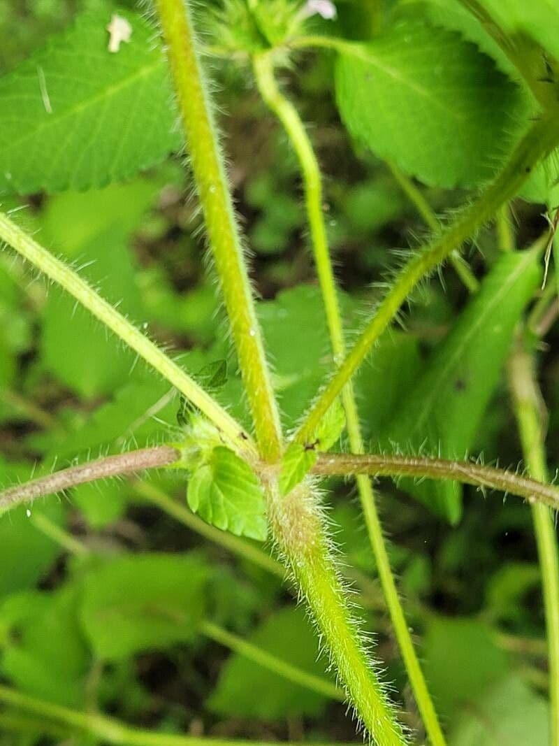 Canapetta bifida 21