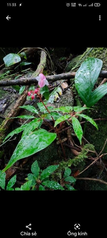 Begonia 2