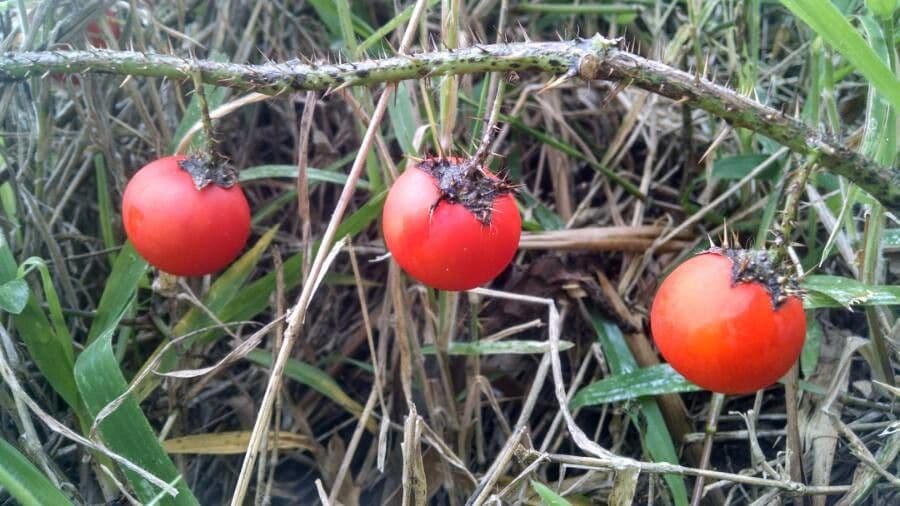 Solanum capsicoides 4