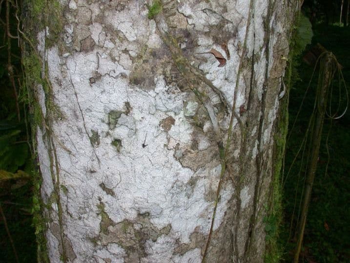 Casearia corymbosa 12