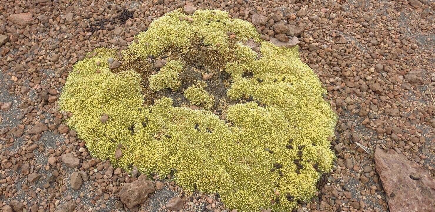 Pycnophyllum