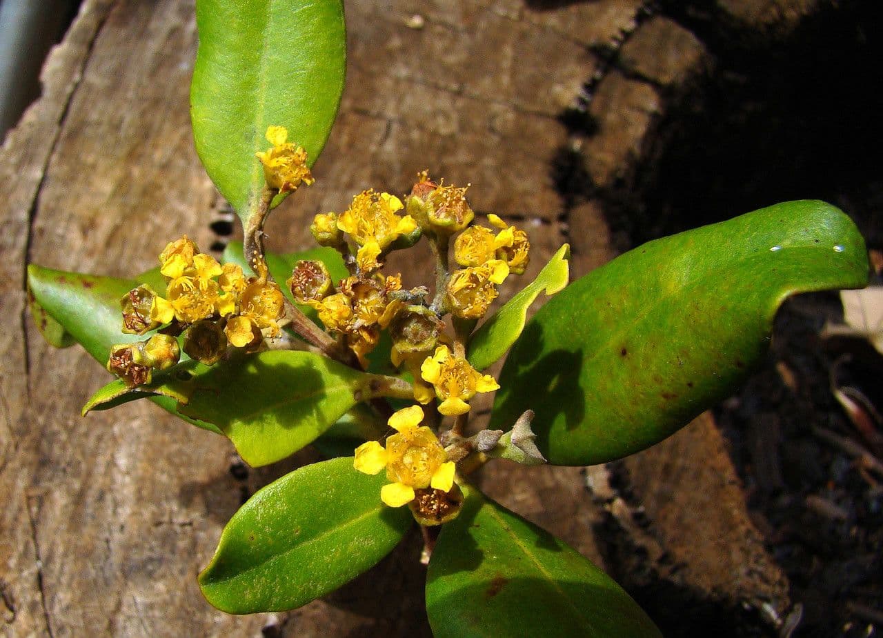 Tristaniopsis 3