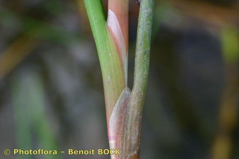 Mannigfaltige Binse 16