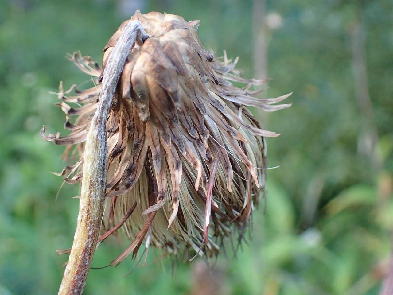 Cardo eterofillo 3