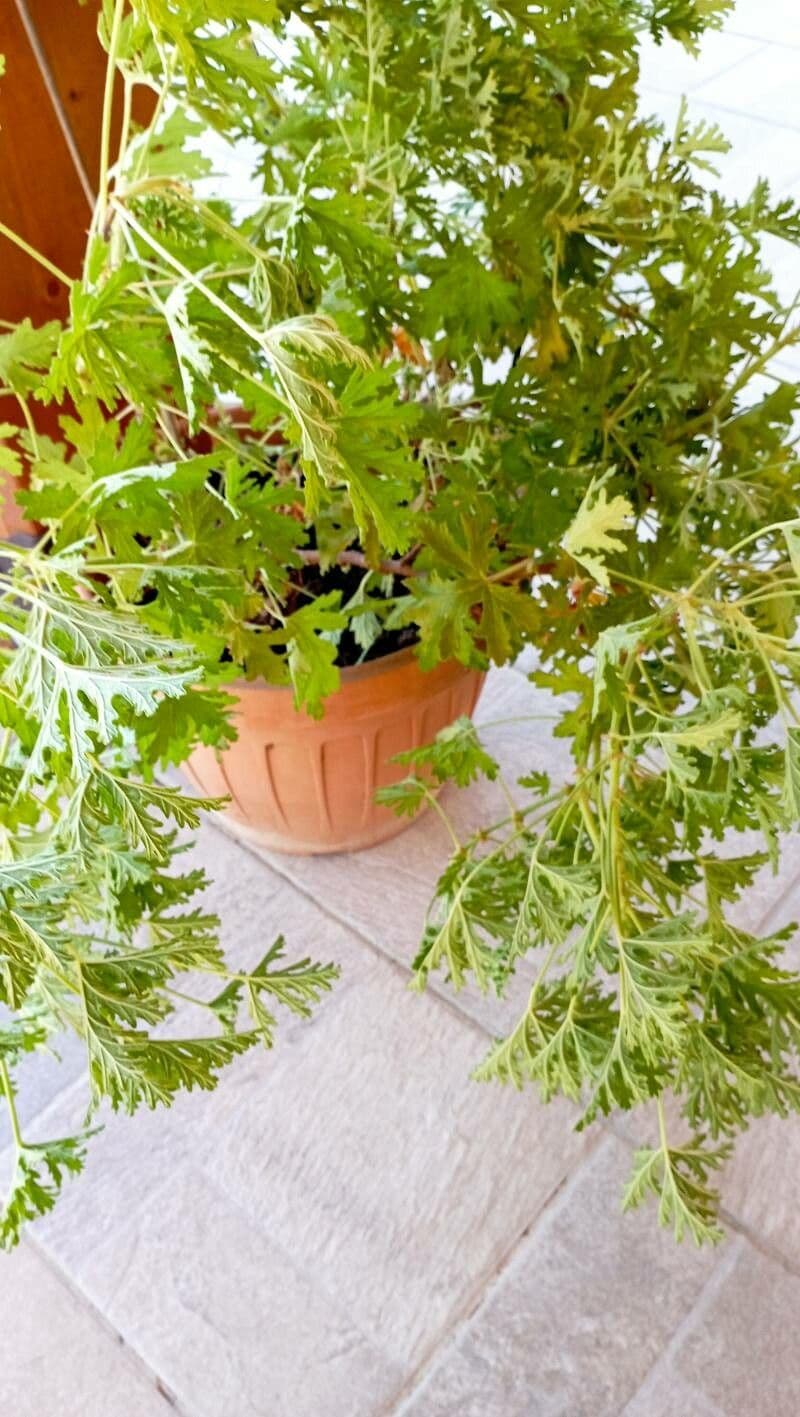 Citronella 4
