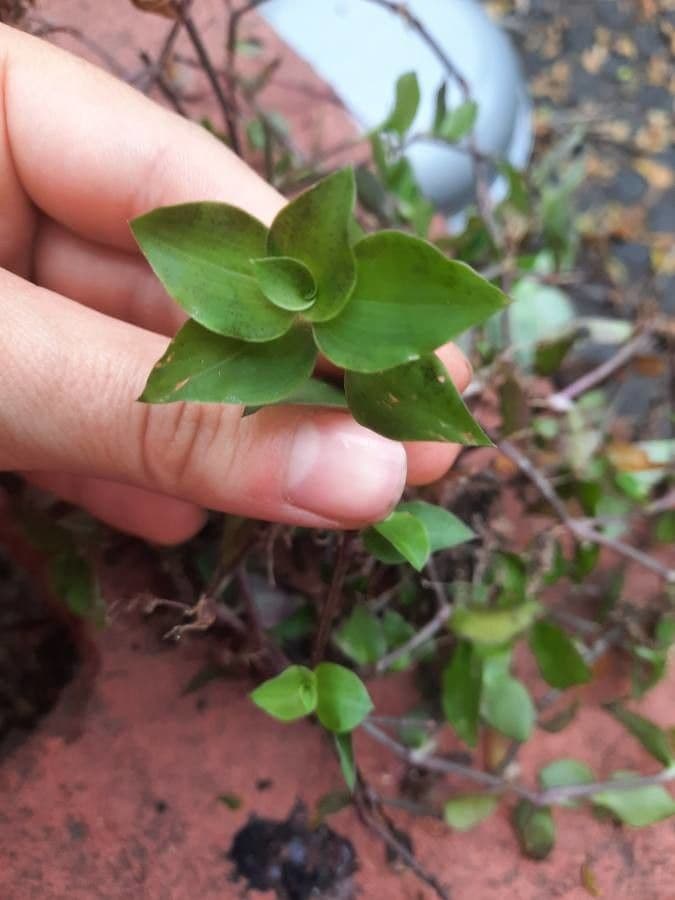 Callisia repens 24