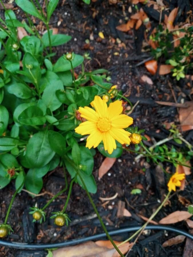 Ruprechtia uchatá