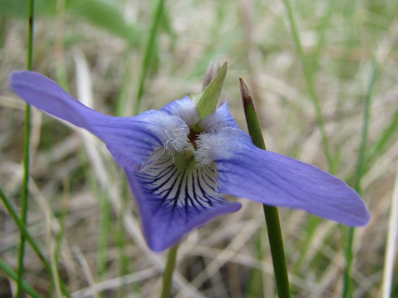 Viola pedatifida 4