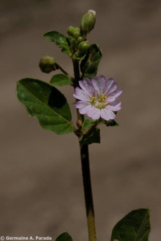 Mirabilis incarnata 2