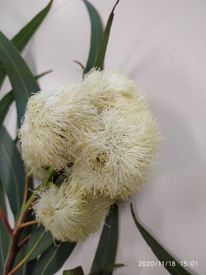 Eucalyptus microcarpa 4