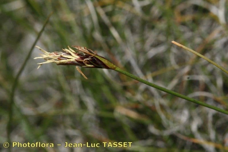Carex mucronata 8