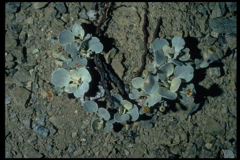 Eriogonum 8