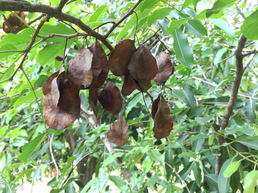 Pterocarpus 5