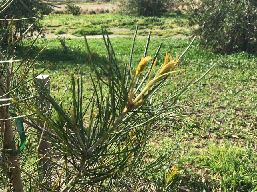 Banksia 5