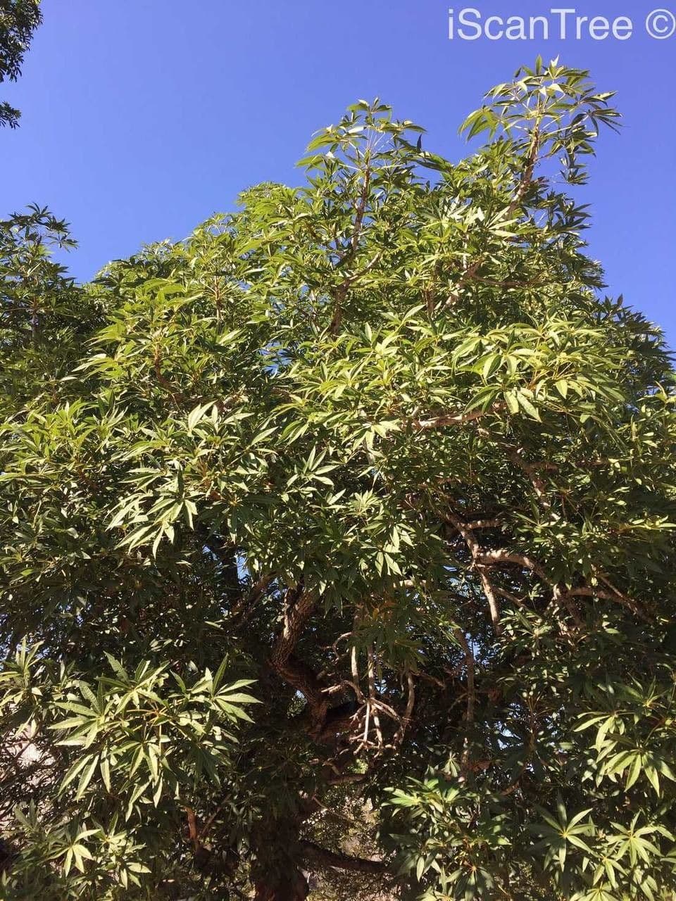 Sterculia 7