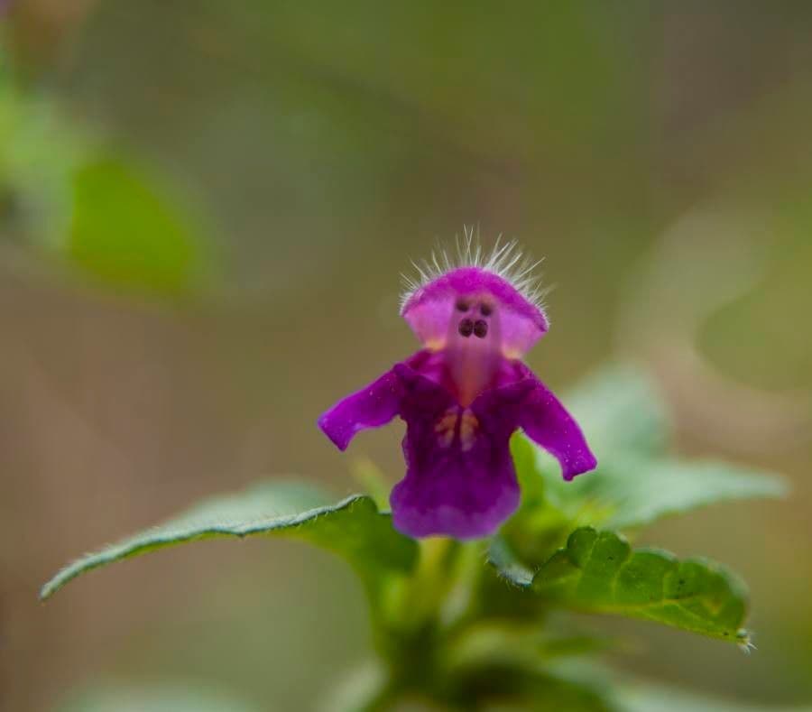Canapa selvatica pubescente 6