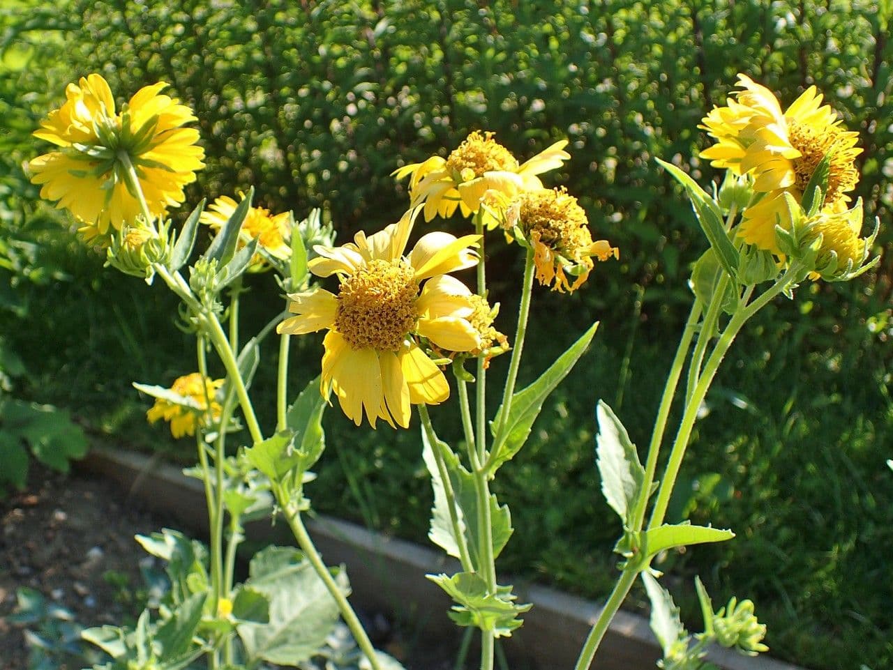 Sonnenwende 11