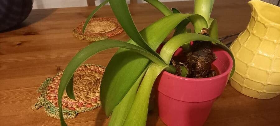 Haemanthus 15