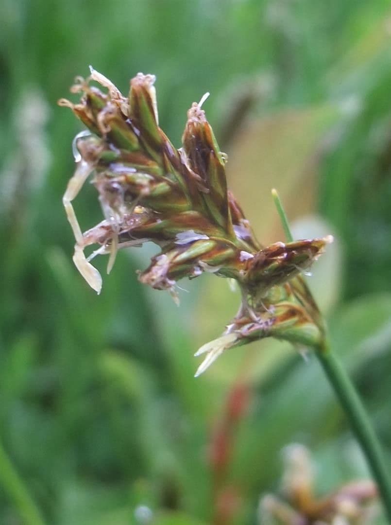 Lisca compressa 10