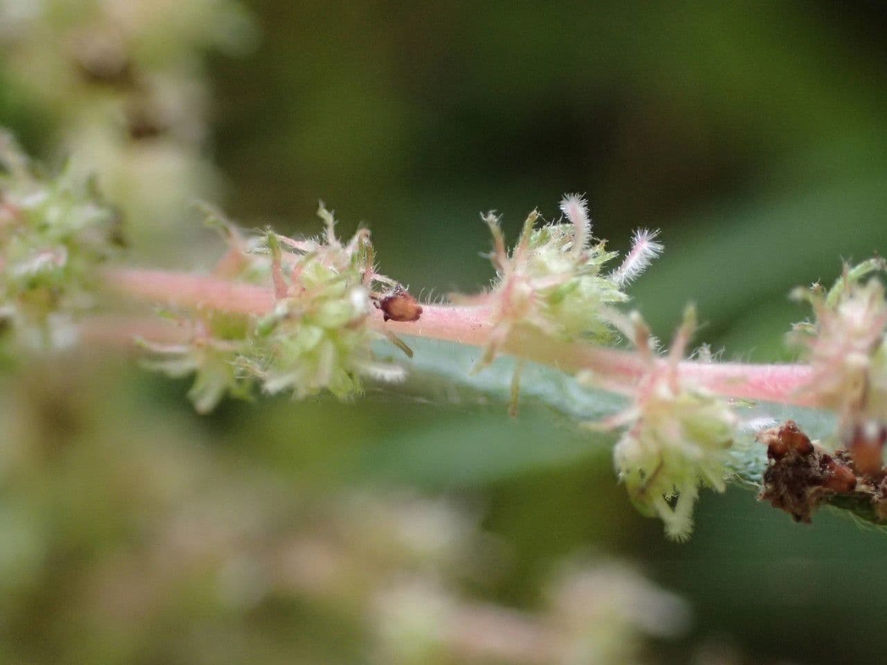 Gesnouinia 3