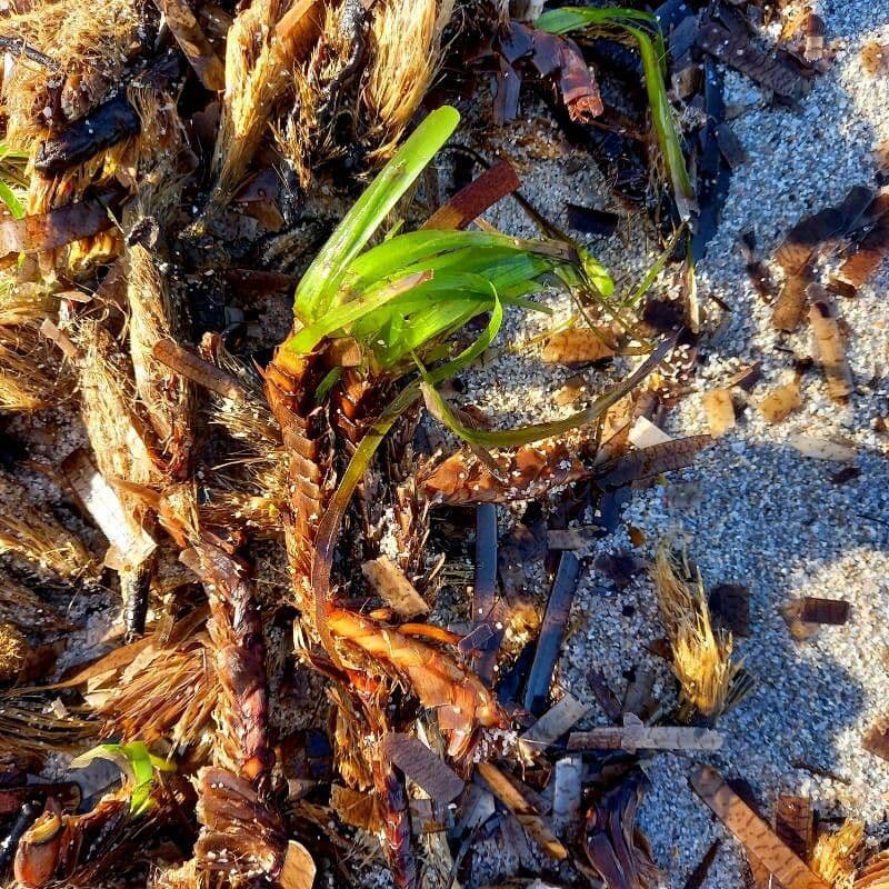 Posidonie mořská 12