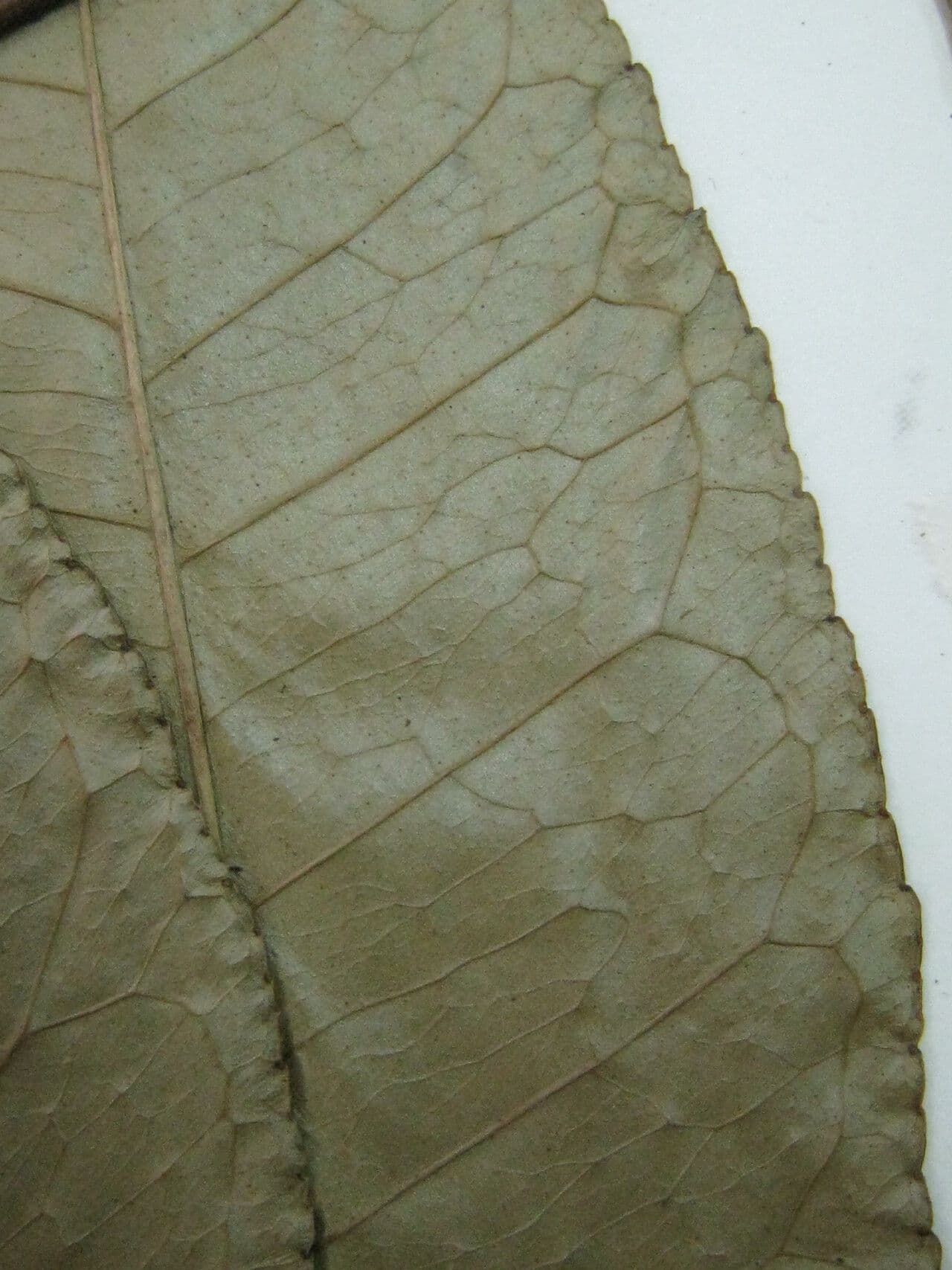 Árbol del dolor de muelas 9