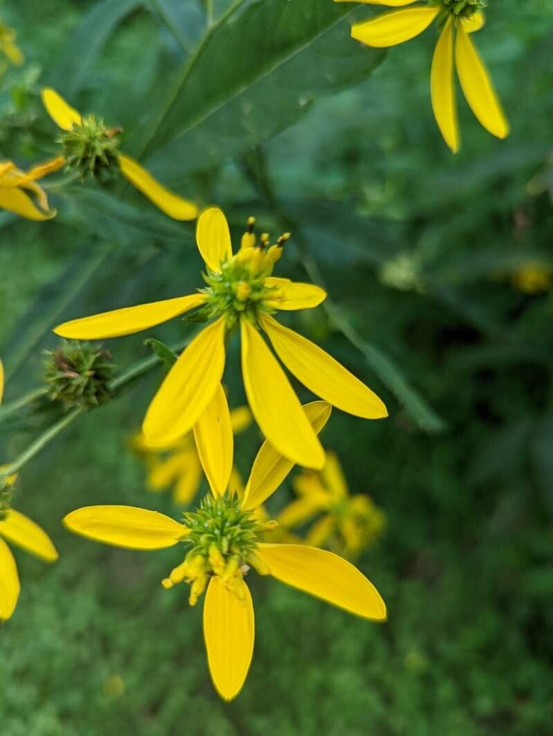 Flügelkraut 6