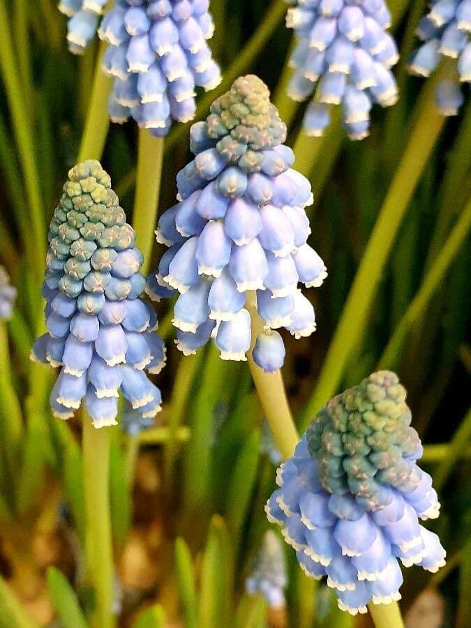 Muscari azzurro 28