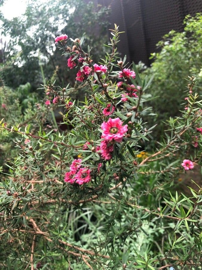 Manuka 9