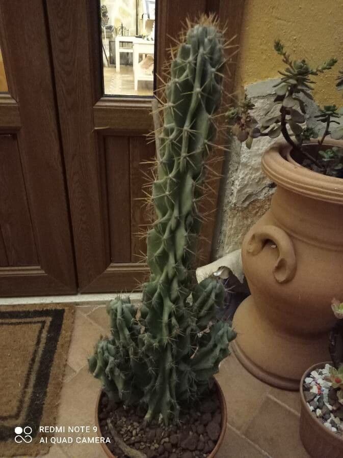 Cactus seto 7