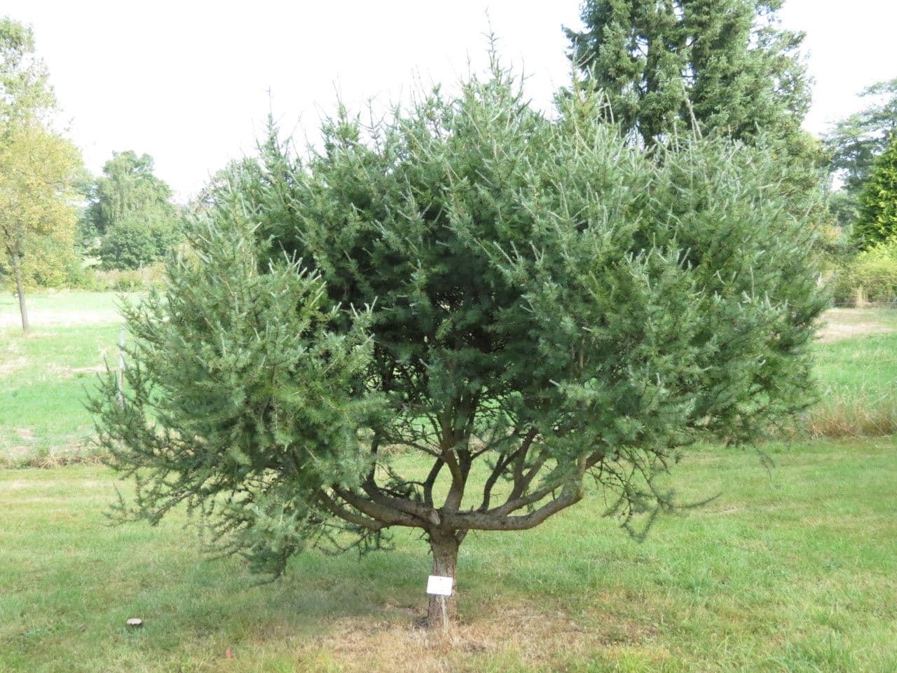 Modřín dahurský 9