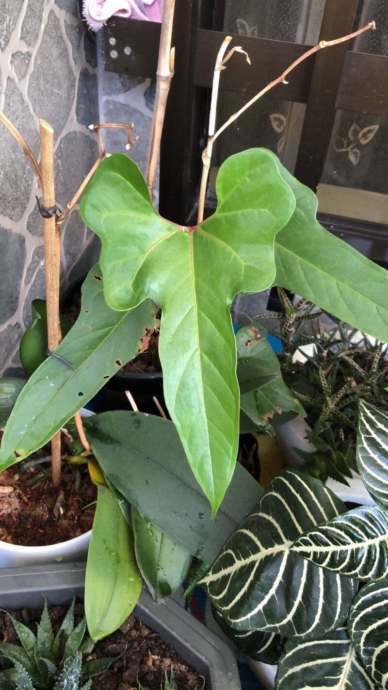 Anthurium 4
