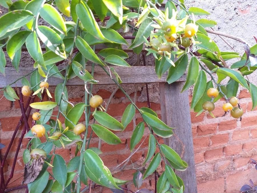 Pereskia 3