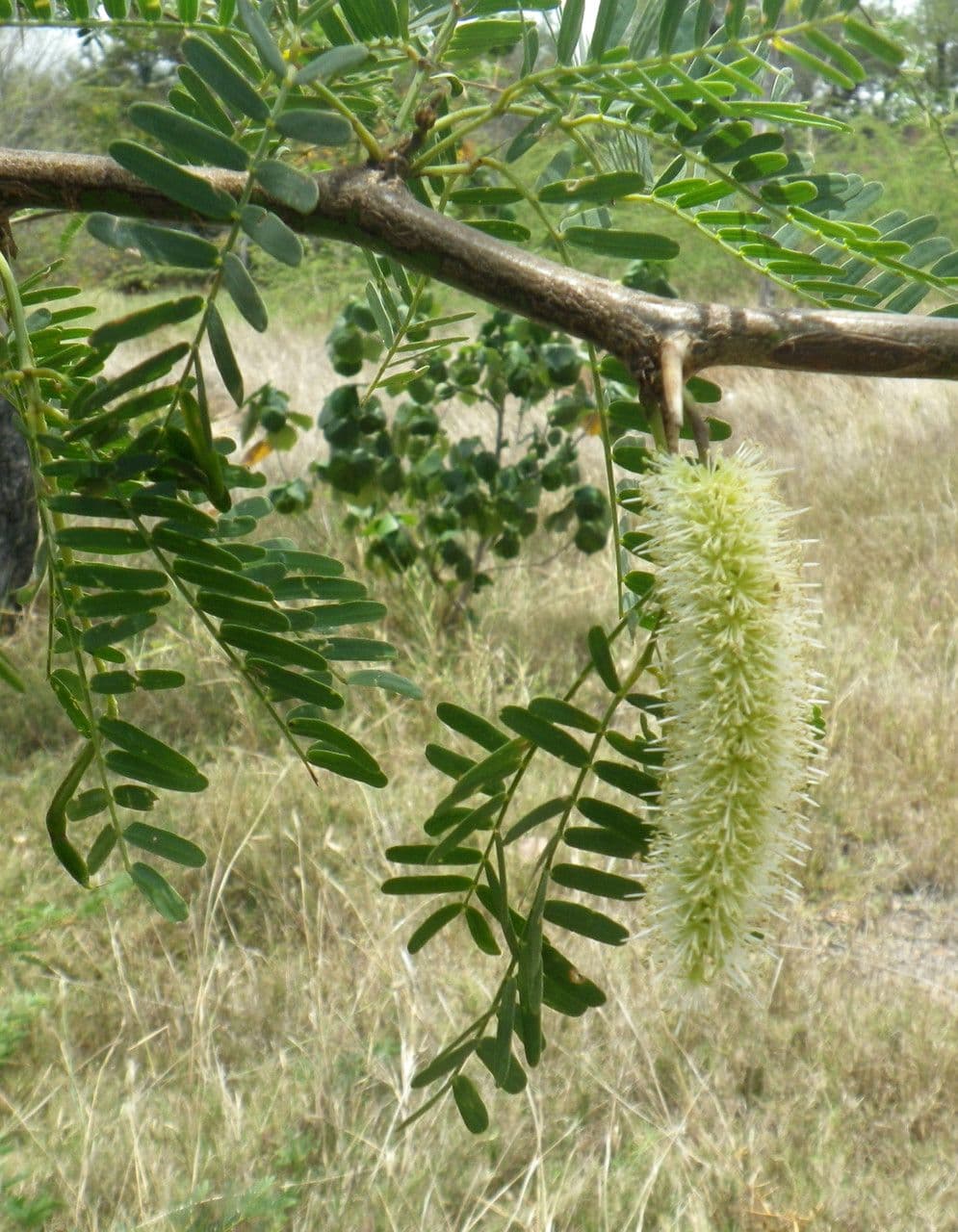 Prosopis 16
