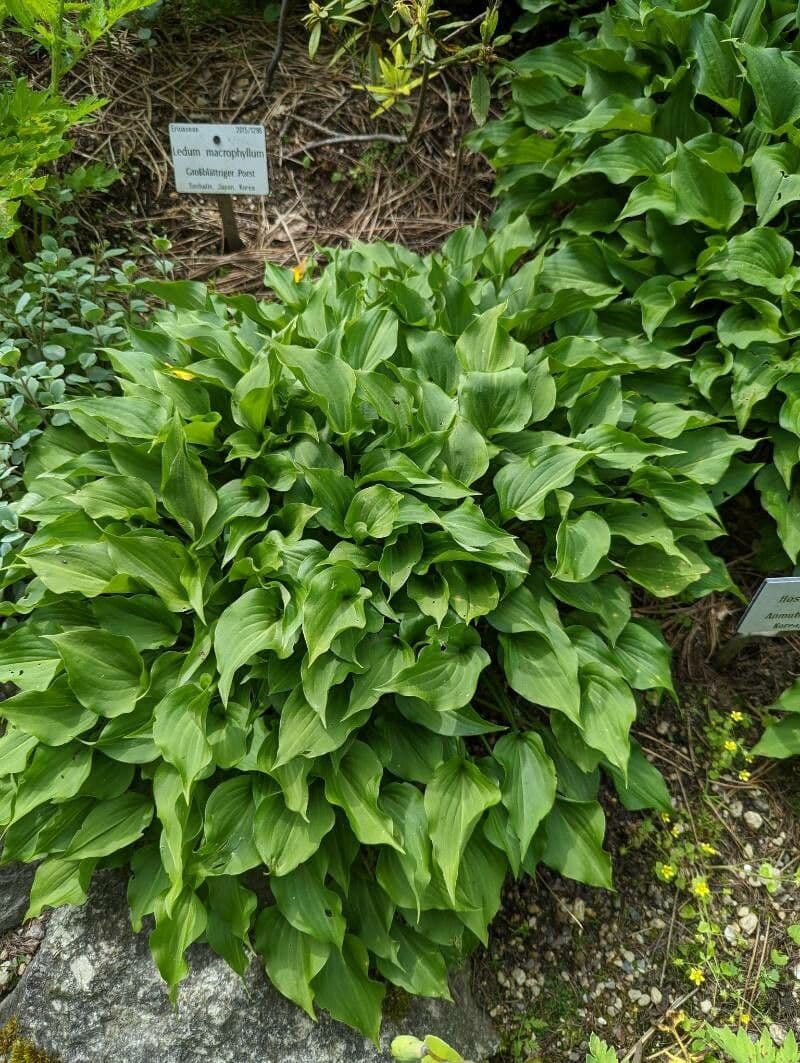 Hosta