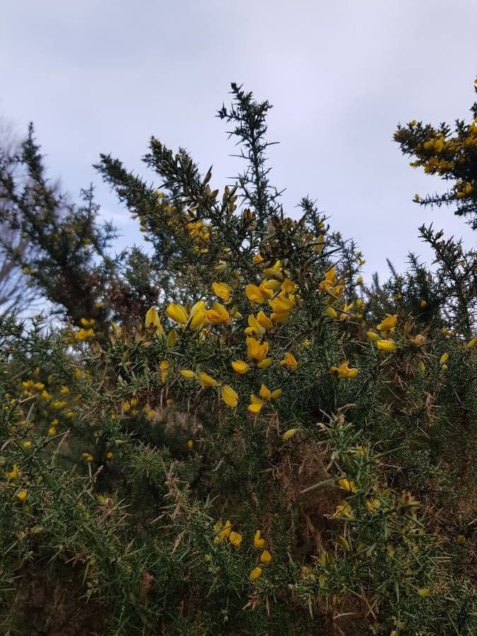 Ginestra spinosa 14